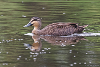 Anas superciliosa; Pacific black duck; Stripand