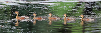 Dendrocygna eytoni; Plumed whistling-duck; Plymvisseland