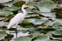 Bubulcus coromandus; Eastern cattle-egret; Orientkohäger