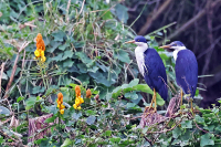 Egretta picata; Pied heron; Svartvit häger