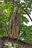 Nycticorax caledonicus; Nankeen night-heron; Rostnatthäger