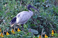 Threskiornis molucca; Australian white ibis; Australisk ibis