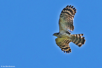 Henicopernis longicauda; Long-tailed honey-buzzard; Långstjärtad bivråk