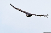 Henicopernis longicauda; Long-tailed honey-buzzard; Långstjärtad bivråk