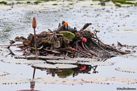 Gallinula tenebrosa; Dusky moorhen; Mörk rörhöna