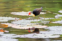 Irediparra gallinacea; Comb-crested jacana; Kamjaçana