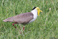 Vanellus miles; Masked lapwing; Maskvipa