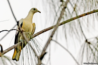 Ducula spilorrhoa; Torresian imperial pigeon; Australisk kejsarduva