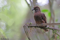 Pampusana beccarii; Bronze ground-dove; Gråbröstad markduva