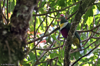 Ptilinopus rivoli; White-bibbed fruit-dove; Vitbandad fruktduva