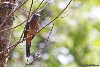 Cacomantis flabelliformis; Fan-tailed cuckoo; Solfjädersbuskgök