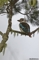 Dacelo leachii; Blue-winged kookaburra; Blåvingad kokaburra