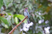 Eurystomus orientalis; Oriental dollarbird; Rödnäbbad blåkråka