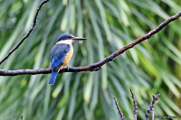 Todiramphus sanctus; Sacred kingfisher; Helig kungsfiskare