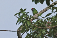 Oreopsittacus arfaki; Plum-faced lorikeet; Blåstrupig lorikit