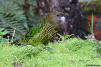 Psittacella brehmii; Brehm's tiger-parrot; Större tigerpapegoja