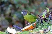 Psittacella brehmii; Brehm's tiger-parrot; Större tigerpapegoja