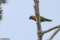 Trichoglossus haematodus; Coconut lorikeet; Kokoslorikit