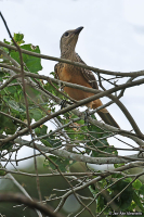 Chlamydera cerviniventris; Fawn-breasted bowerbird; Ockrabukig lövsalsfågel