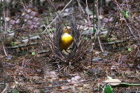 Sericulus ardens; Flame bowerbird; Flamlövsalsfågel