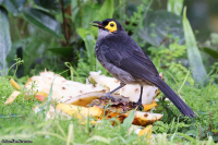 Melipotes fumigatus; Smoky honeyeater; Rökfärgad honungsfågel