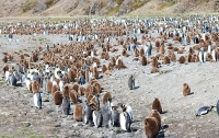 Aptenodytes patagonicus; King penguin; Kungspingvin