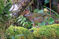 Aleadryas rufinucha; Rufous-naped bellbird; Rödnackad klockfågel