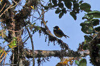 Pachycephala schlegelii; Regent whistler; Gulnackad visslare