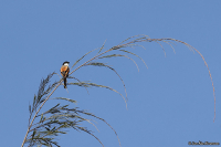 Lanius schach stresemanni; Long-tailed shrike; Rostgumpad törnskata