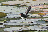 Rhipidura leucophrys; Willie wagtail; Ärlesolfjäderstjärt