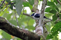 Arses telescopthalmus; Frilled monarch; Kråsmonark