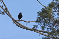 Corvus orru; Torresian crow; Torreskråka