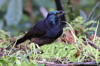 Astrapia mayeri; Ribbon-tailed astrapia; Girlandastrapia