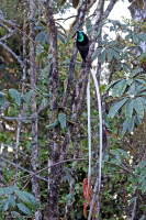 Astrapia mayeri; Ribbon-tailed astrapia; Girlandastrapia