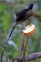 Epimachus meyeri; Brown sicklebill; Brun bågnäbbsparadisfågel