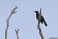 Manucodia chalybatus; Crinkle-collared manucode; Kråsmanukod