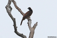 Paradisaea raggiana; Raggiana bird-of-paradise; Raggiparadisfågel