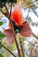 Paradisaea raggiana; Raggiana bird-of-paradise; Raggiparadisfågel