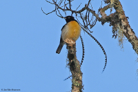 Pteridophora alberti; King of Saxony bird-of-paradise; Flaggbärare