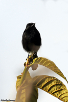 Saxicola caprata; Pied bush-chat; Svartbuskskvätta