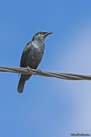 Aplonis cantoroides; Singing starling; Sångstare