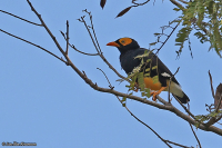 Mino dumontii; Yellow-faced myna; Papuastare