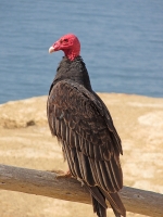 Cathartes aura; Turkey vulture; Kalkongam