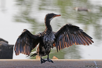 Microcarbo africanus; Long-tailed cormorant; Långstjärtad skarv