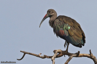 Bostrychia hagedash; Hadada ibis; Hadadaibis