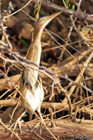 Botaurus minutus; Little bittern; Dvärgrördrom