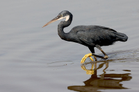 Egretta gularis; Western reef-heron; Revhäger