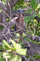 Gorsachius leuconotus; White-backed night-heron; Vitryggig natthäger
