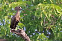 Scopus umbretta; Hamerkop; Skuggstork [skuggfågel]