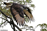 Aquila spilogaster; African hawk-eagle; Afrikansk hökörn